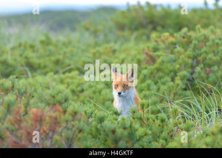 Volpe curiosa nelle boccole, isola di Sakhalin, Russia. Foto Stock