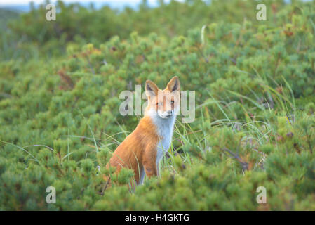 Volpe curiosa nelle boccole, isola di Sakhalin, Russia. Foto Stock