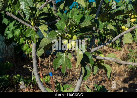 Mazzetto di fichi sul fico Foto Stock