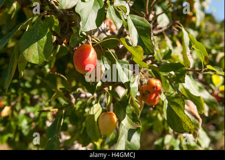 Vecchio preferiti con Victorian Edwardian crab apple associati con amore e matrimonio perfetto per la realizzazione di marmellate e gelatine di sapore amaro Foto Stock