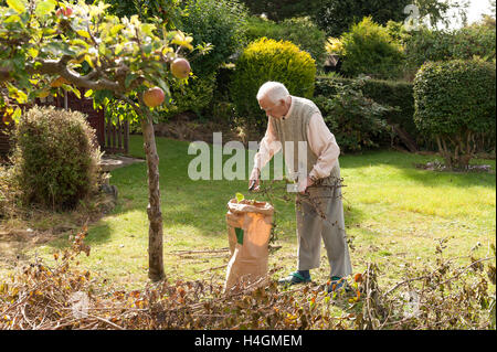 Ridurre la potatura di alberi in autunno in piccoli ramoscello lunghezze per essere raccolti come giardino rifugio per essere compostati dal vecchio gentleman Foto Stock