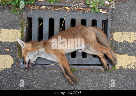 La volpe rossa, (Vulpes vulpes vulpes), giace morto sulla strada a seguito di un urto con un veicolo, London, Regno Unito Foto Stock