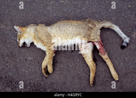 Maschio adulto Jungle Cat,(Felis chaus), strada kill vittima sulla strada, Velavadar, Gujarat, India Foto Stock