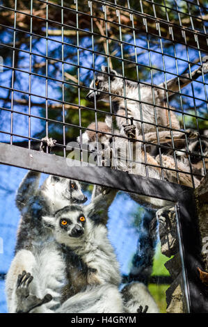 Anello di curioso tailed lemuri - Lemur catta Foto Stock