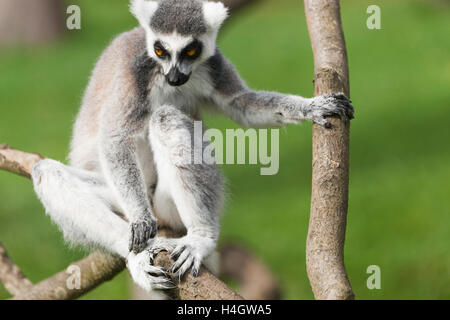 Anello-tailed lemur sono altamente sociale che vivono in grandi gruppi portano da una femmina dominante. Lo stato di conservazione in pericolo di estinzione Foto Stock