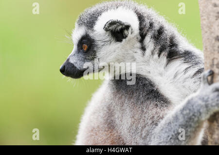 Anello-tailed lemur sono altamente sociale che vivono in grandi gruppi portano da una femmina dominante. Lo stato di conservazione in pericolo di estinzione Foto Stock