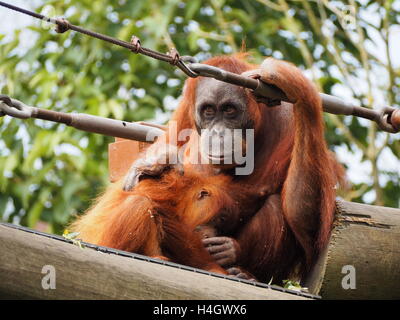 Orangutan cure di madre per il suo bambino in riserva naturale Foto Stock