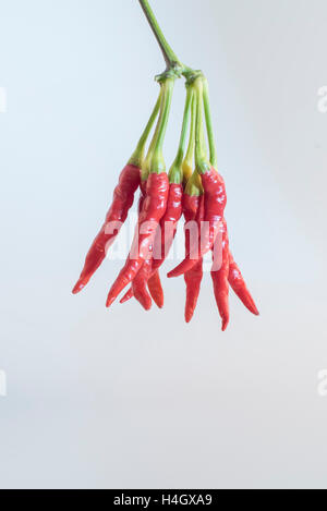 Un mazzetto di peperoncini rossi con gambi verdi Foto Stock