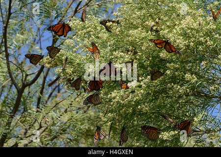 Farfalla monarca la migrazione Foto Stock