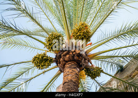 Data palm (Phoenix dactylifera). Marbella, provincia di Malaga, Spagna Foto Stock