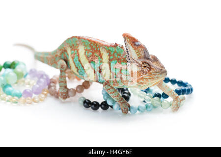 Bellissima chameleon con pietra naturale bracciali Foto Stock