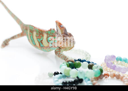 Bellissima chameleon con pietra naturale bracciali Foto Stock