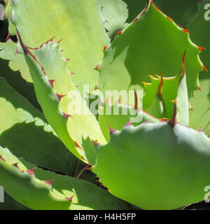 Pungenti piante succulente Closeup Foto Stock