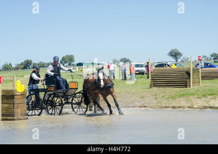 Il cavallo di prove di guida Club (Australia) Evento maratona Foto Stock