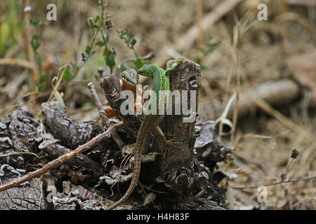 Due parete italiano latino di lucertola campestre Podarcis sicula non muralis baciare o quasi a parlare di ogni altra in Italia da Ruth Swan Foto Stock