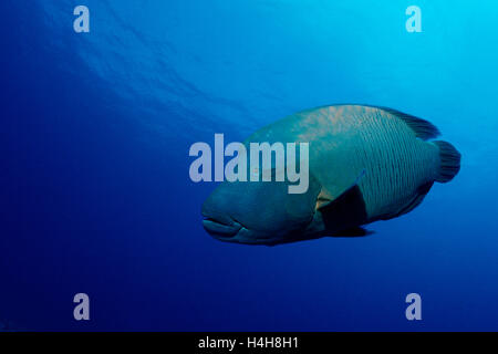 Napoleonfish o Humpback Wrasse (Cheilinus undulatus), angolo blu, Palau, Micronesia, Pacific Foto Stock