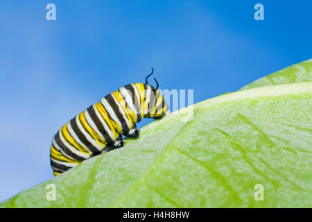 Caterpillar di una farfalla monarca (Danaus plexippus), Palau, Micronesia, Pacific Foto Stock