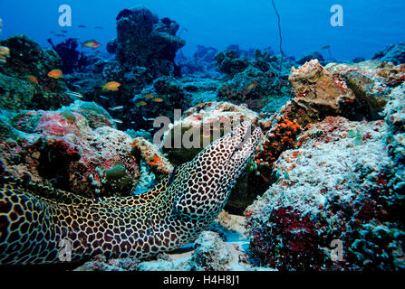 Grande Murena cucite o nido d'ape di Moray (Gymnothorax favagineus), Ari Atoll, Maldive, Oceano Indiano Foto Stock