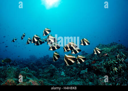 Scuola di Bannerfish (Heniochus), Oceano indiano, Isole Maldive Foto Stock