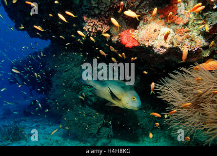 Bianco e Nero Snapper (Macolor niger), Maldive, Oceano Indiano Foto Stock