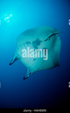 Manta Ray (Manta birostris) Maldive, Oceano Indiano Foto Stock