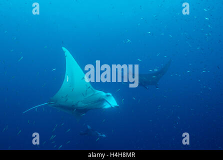 Manta Ray (Manta birostris), Maldive, Oceano Indiano Foto Stock