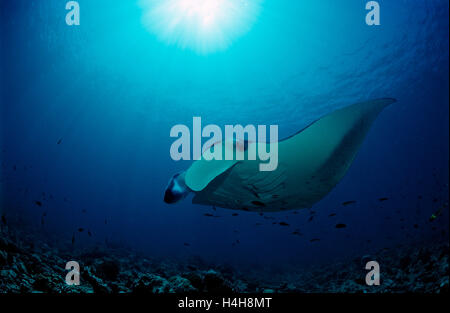 Manta Ray (Manta birostris), Maldive, Oceano Indiano Foto Stock