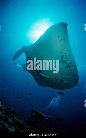 Manta Ray (Manta birostris) e un subacqueo, Maldive, Oceano Indiano Foto Stock
