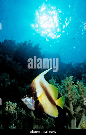 Pennant coralfish, longfin bannerfish o cocchiere (Heniochus sp.), Maldive, Oceano Indiano Foto Stock