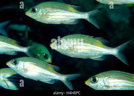 Ampio striping-eye orate (Gnathodentex aureolineatus), isole Maldive, oceani Indiano Foto Stock