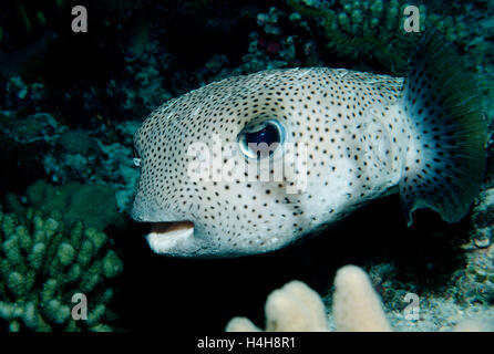 Spot-fin porcupinefish o istrice puffer (Diodon hystrix), isole Maldive, Oceano Indiano Foto Stock