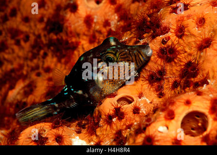 Nero-sellati toby o Valentinni's sharpnose puffer (Canthigaster valentini), isole Maldive, Oceano Indiano Foto Stock