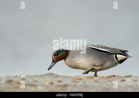 Teal / Krickente ( Anas crecca ), maschio drake, nel colorato abito di allevamento, camminando lungo velme, alla ricerca di cibo. Foto Stock