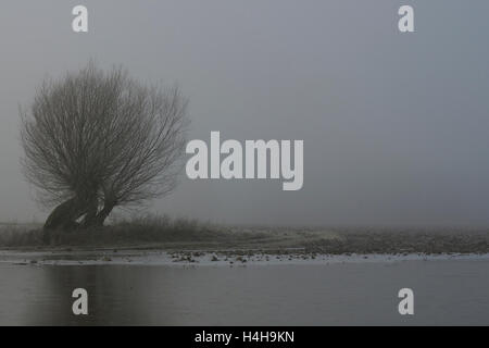 Campi allagati con il vecchio pollard alberi su un tipico grigio nebbia inverno mattina a Basso Reno, Renania settentrionale-Vestfalia (Germania). Foto Stock