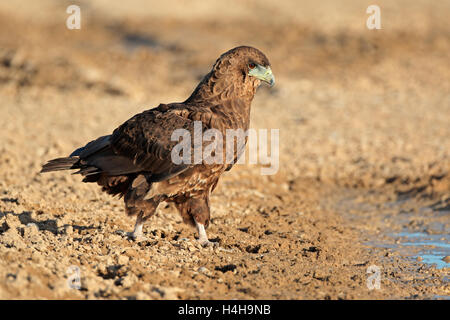 Bateleur eagle (Terathopius ecaudatus) a waterhole, deserto Kalahari, Sud Africa Foto Stock