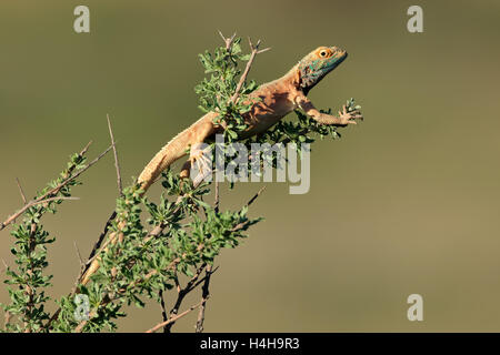 Massa maschio AGAMA SA (AGAMA SA aculeata) negli allevamenti di colori su un ramo, deserto Kalahari, Sud Africa Foto Stock