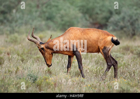 Un rosso hartebeest antilope (Alcelaphus buselaphus) in habitat naturale, Sud Africa Foto Stock