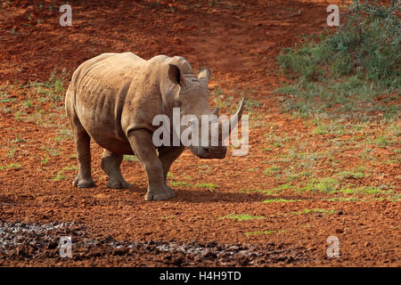 Un rinoceronte bianco (Ceratotherium simum) in habitat naturale, Sud Africa Foto Stock