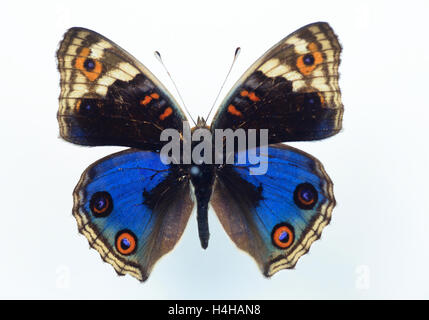 Nymphalid butterfly(Junonia orithya) esemplari isolati Foto Stock