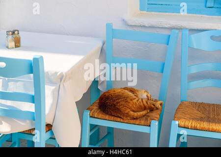 Un gatto dorme su una sedia nella taverna greca, Naoussa Village, isola di Paros, Grecia Foto Stock