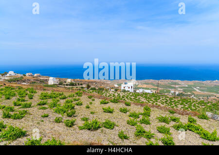 Una vista dei vigneti con il blu del mare in background su Santorini Island, Grecia Foto Stock