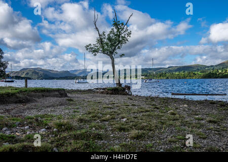 Un lone tree sul bordo delle acque a Ullswater con yacht a distanza Foto Stock