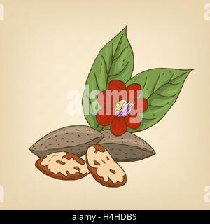 Le noci del Brasile con fiori e foglie. Illustrazione Vettoriale. Illustrazione Vettoriale