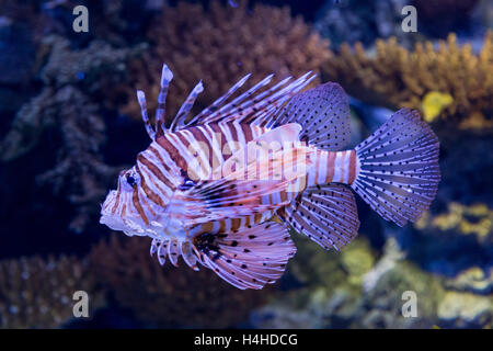 Subacquea leone colorati in acquario di barriera corallina decorazione Foto Stock