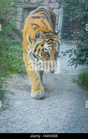 Tigre Siberiana (Panthera tigris altaica), noto anche come la tigre di Amur Foto Stock