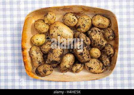 fresco raccolto biologico giardino patate nuove Foto Stock