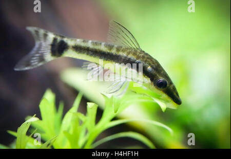 Primo piano di un otocinclus in acquario piantato Foto Stock