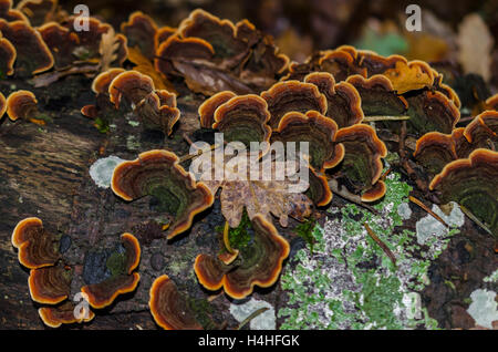 FORET DE STE BAUME, POLYPORES, VAR 83 FRANCIA Foto Stock