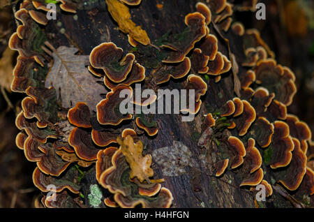 FORET DE STE BAUME, POLYPORES, VAR 83 FRANCIA Foto Stock