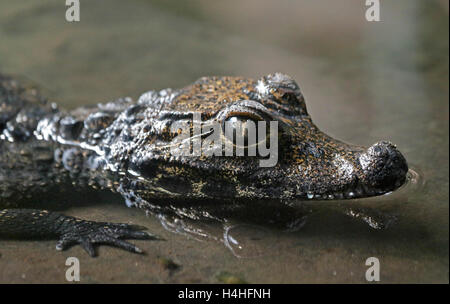 Baby West African Dwarf Crocodile (osteolaemus tetraspis) Foto Stock